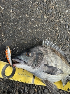 チヌの釣果