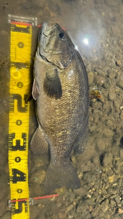 スモールマウスバスの釣果