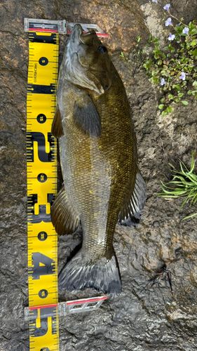 スモールマウスバスの釣果
