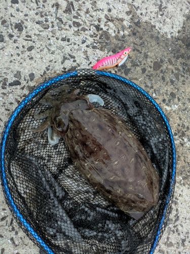 スミイカの釣果