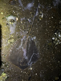 アカエイの釣果