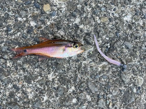 ネンブツダイの釣果