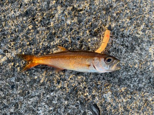 アカムツの釣果