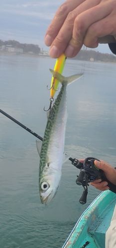 サバの釣果