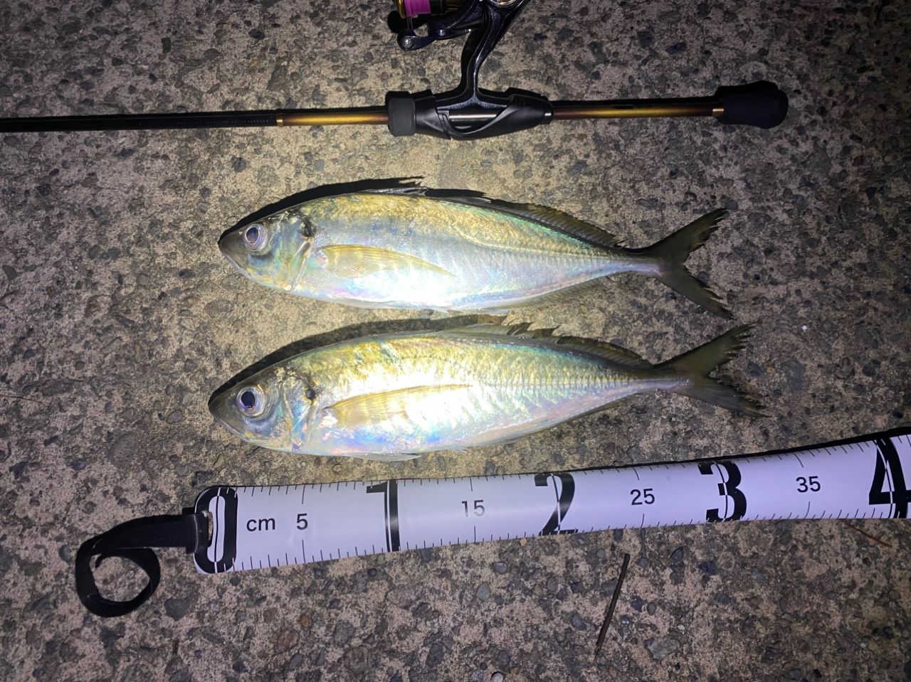 SHIMANO 19ソアレ BB アジング S64UL-Sの最安値・インプレ・釣果