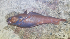 チゴダラの釣果