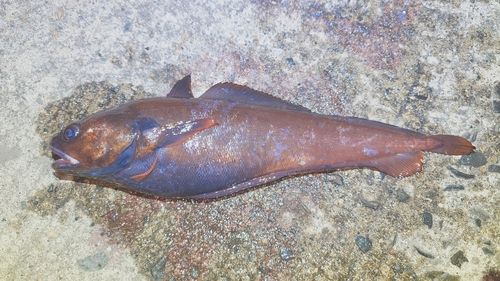 チゴダラの釣果