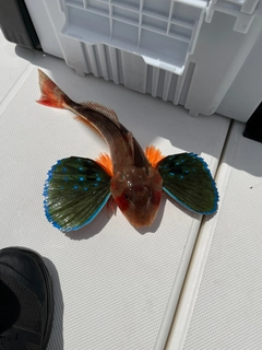 ホウボウの釣果