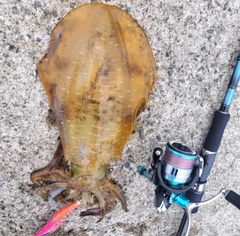 アオリイカの釣果