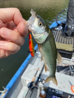 ハスの釣果