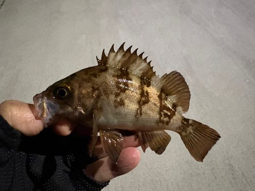 クロメバルの釣果