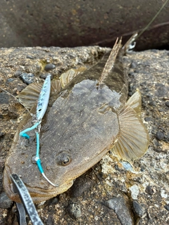 マゴチの釣果