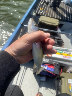 ハスの釣果
