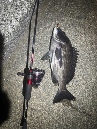 クロダイの釣果