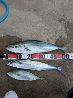 フクラギの釣果
