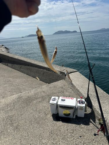 シロギスの釣果