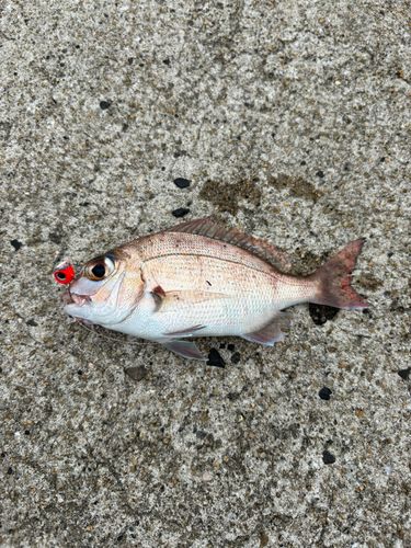 チャリコの釣果