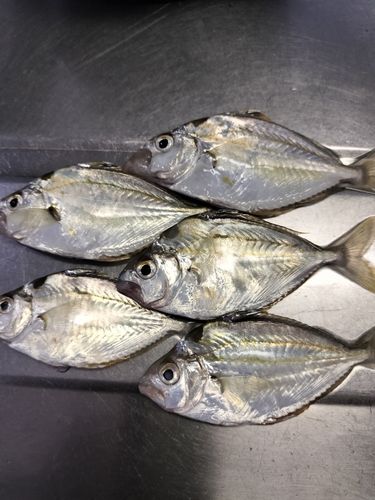 ヒイラギの釣果