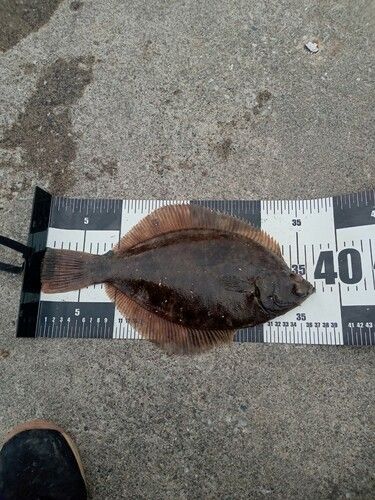 マコガレイの釣果