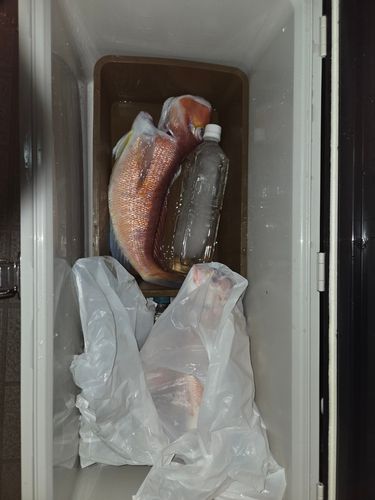 アカアマダイの釣果