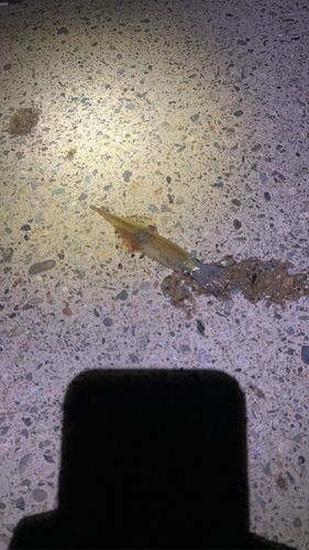 ヤリイカの釣果