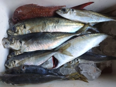 アオアジの釣果