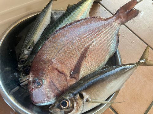 マダイの釣果