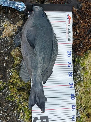 グレの釣果