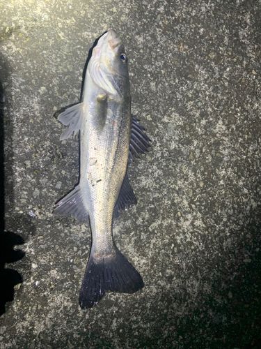 マルスズキの釣果