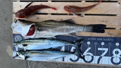 サワラの釣果