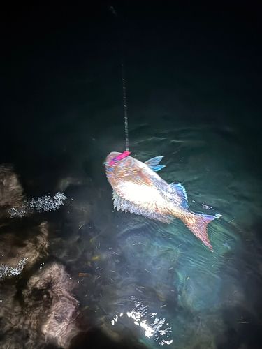 タイの釣果