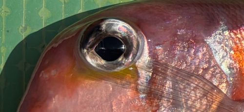 アカアマダイの釣果