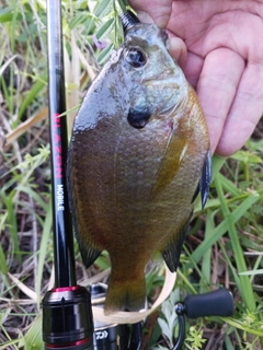 ブルーギルの釣果