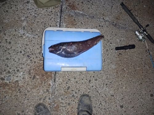 エゾイソアイナメの釣果