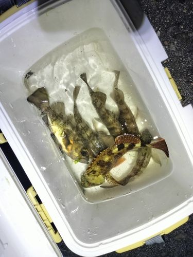 クロメバルの釣果