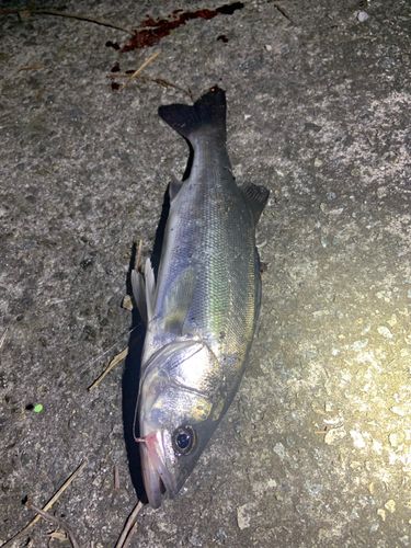 マルスズキの釣果