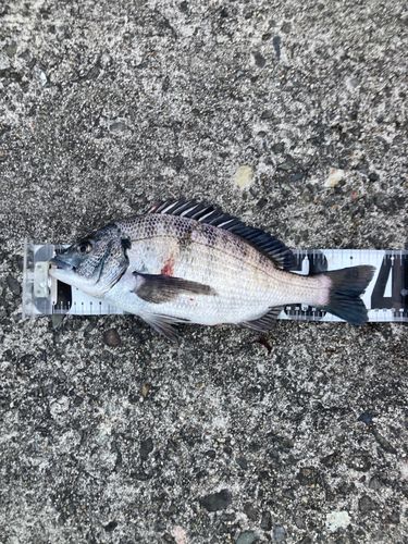 クロダイの釣果