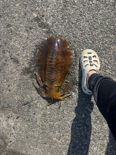 釣果