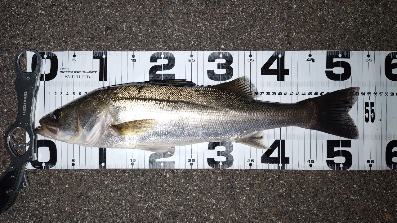 SHIMANO 19エンカウンター S96MLの最安値・インプレ・釣果 | 本音の