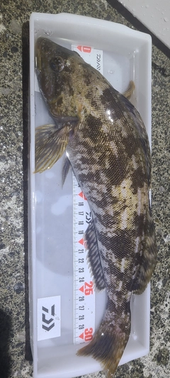 アイナメの釣果