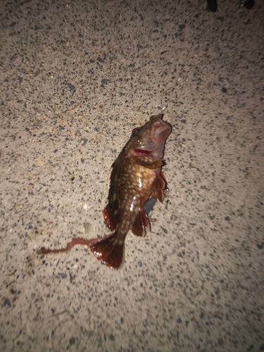 ガシラの釣果