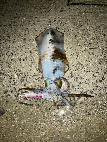 アオリイカの釣果