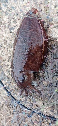 コウイカの釣果