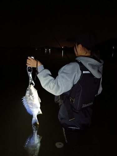 キビレの釣果