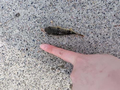 カレイの釣果