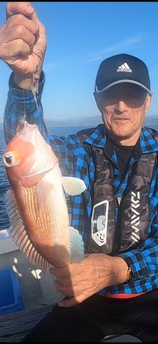 アカアマダイの釣果