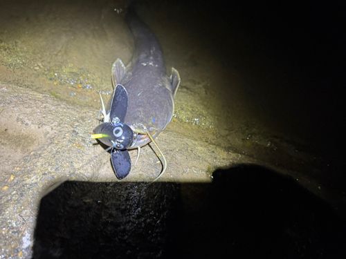 マナマズの釣果