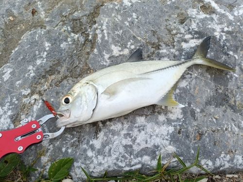メッキの釣果