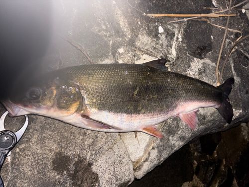 マルタウグイの釣果