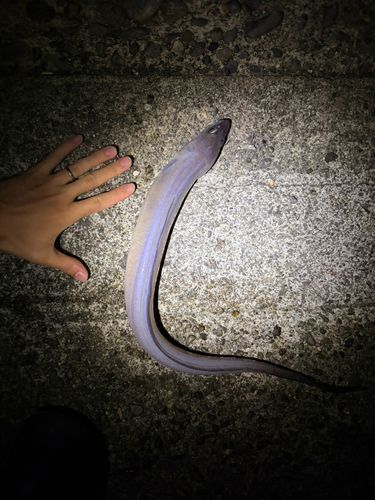 アナゴの釣果